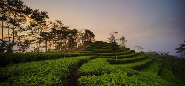 7 Rekomendasi Tempat Wisata Jogja Terbaik 7 Rekomendasi Tempat Wisata Jogja Terbaik